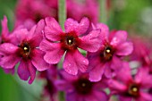 PRIMULA PULVERULENTA