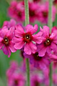 PRIMULA PULVERULENTA