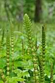 EQUISETUM TELMATEIA