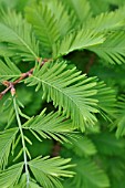 METASEQUOIA GLYPTOSTROBOIDES