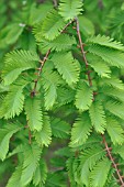 METASEQUOIA GLYPTOSTROBOIDES