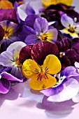 VIOLA CORNUTA, CUT FLOWERS ON A PLATE