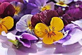 VIOLA CORNUTA, CUT FLOWERS ON A PLATE