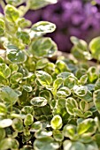 ORIGANUM VULGARE PANTA