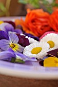 BELLIS PERENNIS AND VIOLA CORNUTA, CUT FLOWERS ON A PLATE