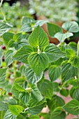 SALVIA ELEGANS MELLO