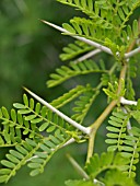 ACACIA KARROO, SWEET THORN