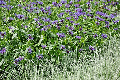 CENTAUREA_MONTANA_GRANDIFLORA_AND_ARRHENATHERUM_ELATIUS_VARIEGATA