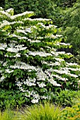 VIBURNUM PLICATUM VAR. TOMENTOSUM