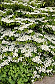 VIBURNUM PLICATUM VAR. TOMENTOSUM