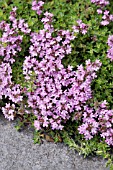 THYMUS DOERFLERI BRESSINGHAM SEEDLING