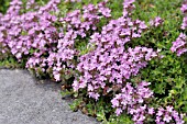 THYMUS DOERFLERI BRESSINGHAM SEEDLING