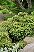 TSUGA CANADENSIS NANA