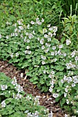 GERANIUM RENARDII