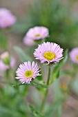 ERIGERON GLABRATUS