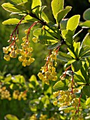 BERBERIS VULGARIS, COMMON BARBERRY