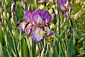 IRIS BARBATA ELATIOR COOL COMFORT