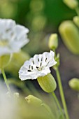 SILENE UNIFLORA WEISSKEHLCHEN