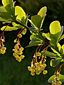 BERBERIS VULGARIS, COMMON BARBERRY