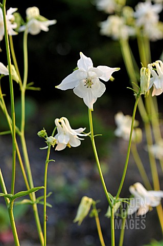 AQUILEGIA_KUHISTANICA