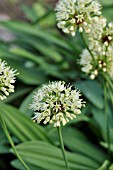 ALLIUM VICTORIALIS