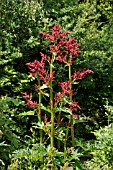 RHEUM PALMATUM