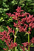 RHEUM PALMATUM