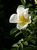 ROSA SPINOSISSIMA, BURNET ROSE