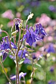 AQUILEGIA VULGARIS