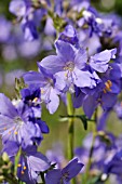 POLEMONIUM CAERULEUM