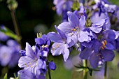 POLEMONIUM CAERULEUM