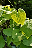 ARISTOLOCHIA MACROPHYLLA