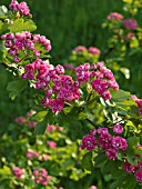 CRATAEGUS LAEVIGATA PAULII, MIDLAND HAWTHORN