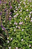 ERODIUM GLANDULOSUM SYN. ERODIUM PETRAEUM SUBSP. GLANDULOSUM