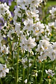 POLEMONIUM CAERULEUM