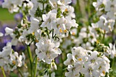 POLEMONIUM CAERULEUM