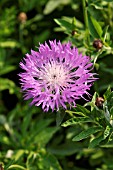 CENTAUREA DEALBATA