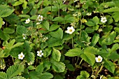 FRAGARIA VESCA