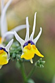 NEMESIA CHEIRANTHUS