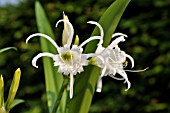 HYMENOCALLIS X FESTALIS