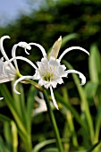 HYMENOCALLIS X FESTALIS