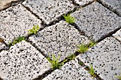 GARDEN PATHWAY WITH WEEDS