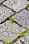 GARDEN PATHWAY WITH WEEDS