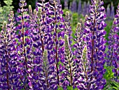 LUPINUS POLYPHYLLUS, GARDEN LUPIN