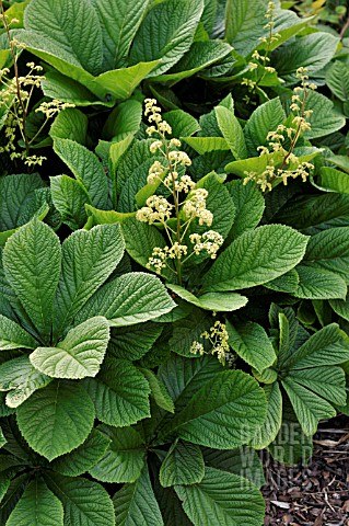 RODGERSIA_AESCULIFOLIA