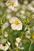 GEUM CHILOENSE