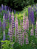 LUPINUS POLYPHYLLUS, GARDEN LUPIN