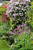 SYRINGA AND AQUILEGIA