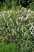 SPIRAEA HEDGE