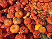 CUCURBITA MAXIMA ETAMPES, PUMPKIN